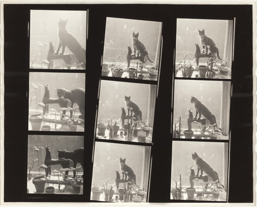 Cat and statue--Early New York City no number