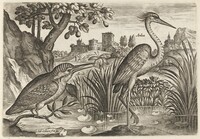 Kingfisher and Grey Heron, Adriaen Collaert, c. 1600
