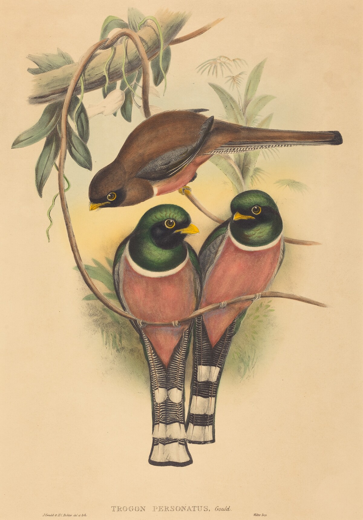 Trogan personatus