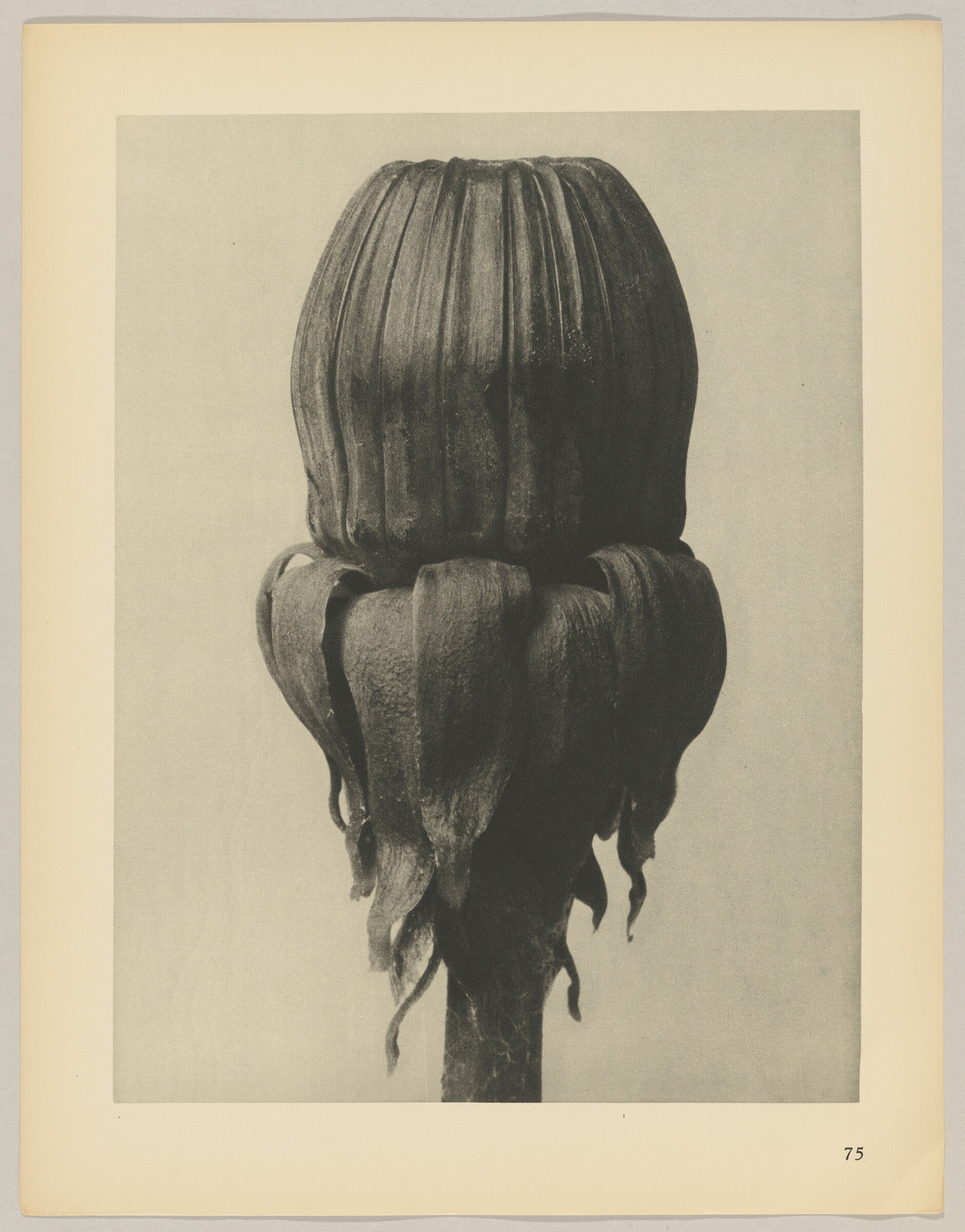 Taraxacum officinale, Karl Blossfeldt, 1928