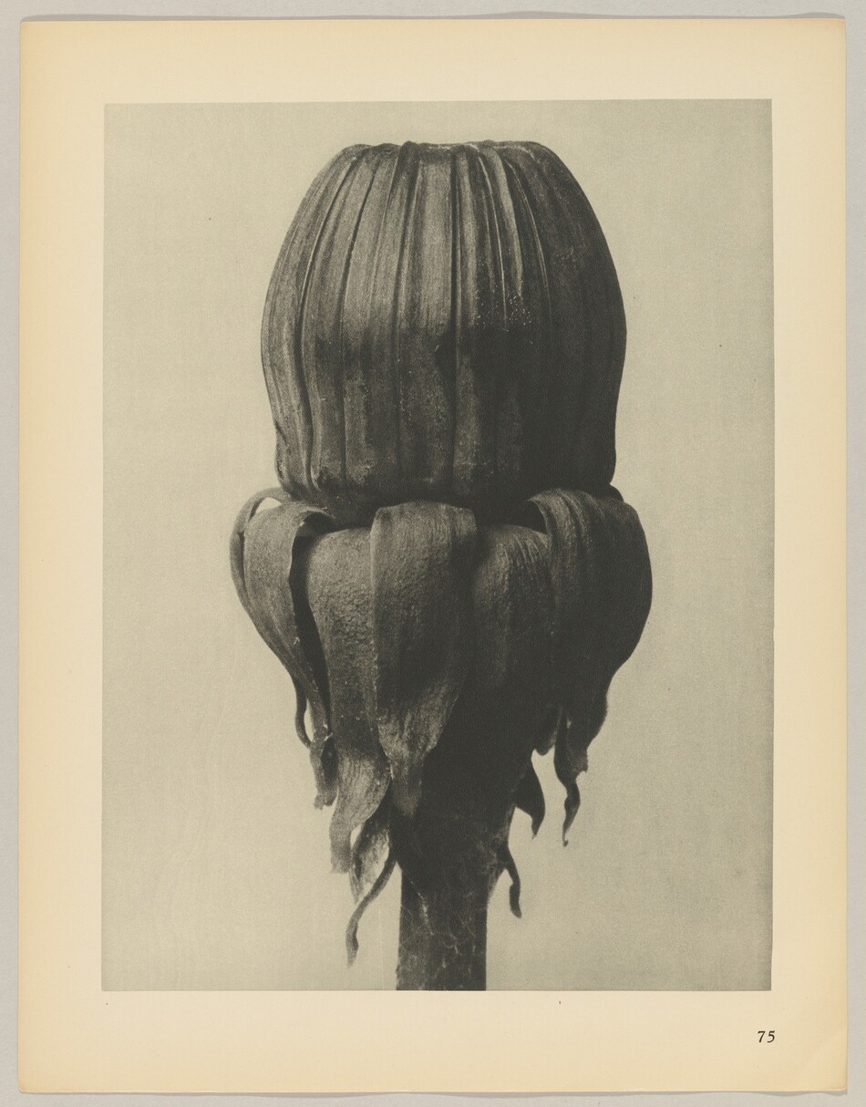 The image displays a textured plant bud or seed pod in grayscale colors. The plant pod is centrally positioned in the frame, with a stem extending downward. It has ribbed textures on the surface and draped elements around its base.