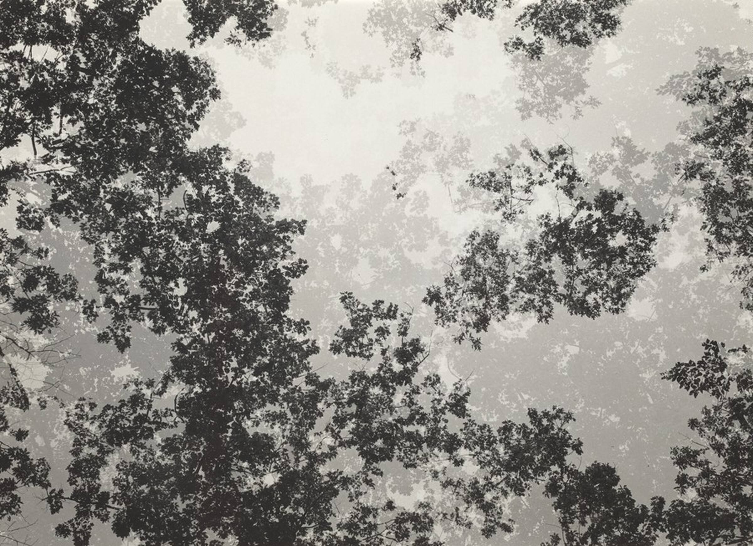 Multiple Exposure Trees, Harry Callahan, c. 1943