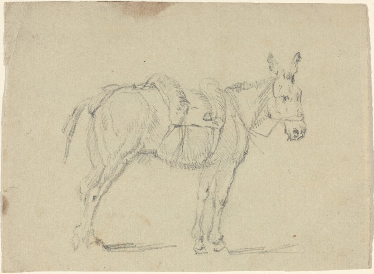 Donkey Stretching a Hind Leg
