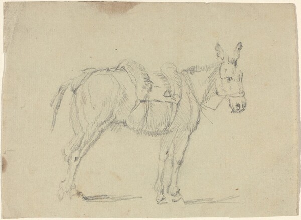 Donkey Stretching a Hind Leg