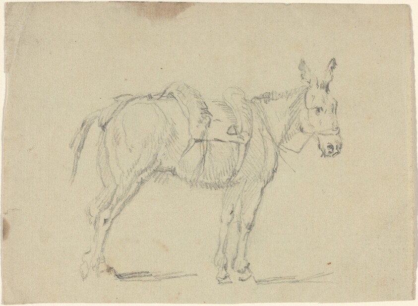 Donkey Stretching a Hind Leg