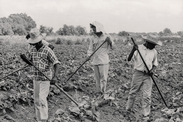 Grand Marie Farmers' Cooperative, Lafayette, Louisiana