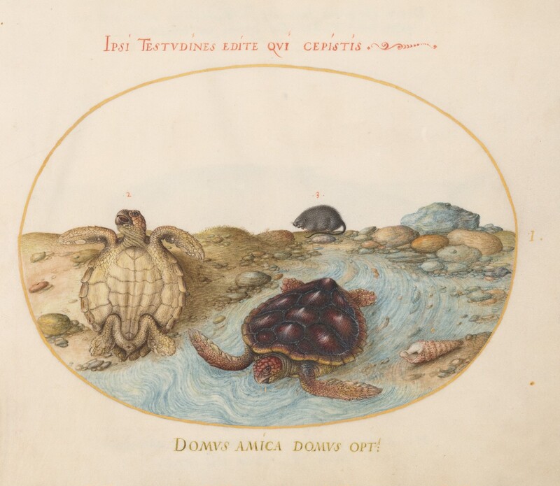 Two turtles and a gray rodent are in or around a trickling stream within an oval, painted frame in this horizontal watercolor painting. A russet-brown turtle swims or lies in the shallow stream near the bottom center of the oval. A number 1 appears near its face. Labeled number 2, the second turtle lies on its back on the riverbank to our left to show its ivory-white underbelly. Pebbles and a few shells line the stream. The gray rodent, numbered 3, is about a quarter the size of the turtles. Outlined against the blank background beyond the riverbank, it hunches its oval body and wraps its long, sinewy tail close to its body. One tiny front paw is raised, and its mouth pulls back to reveal minuscule sharp teeth. Writing in all caps and red ink above the oval reads, “IPSI TESTVDINES EDITE QVI CEPISTIS.” Text in dark, golden yellow, the same color as the painted oval, reads, “DOMVS AMICA DOMVS OPTA.” The number 1 appears to the right of the oval.