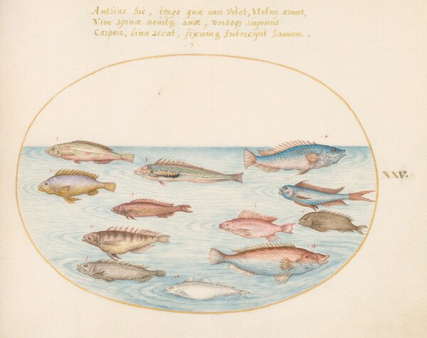 Plate 25: Mediterranean Rainbow Wrasse, Other Wrasse, a Swallowtail Sea Perch(?), Several "Anthiae," and Other Fish