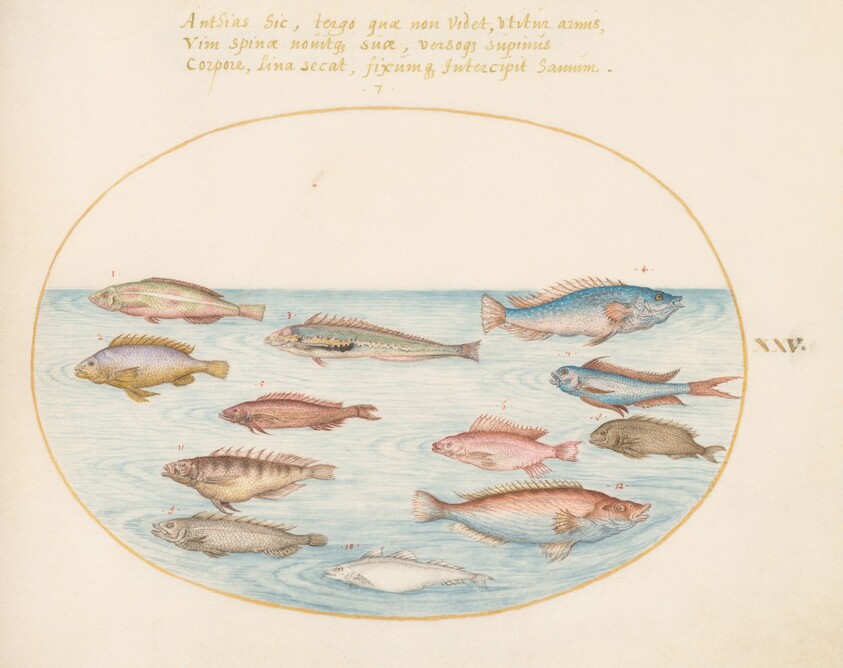 Plate 25: Mediterranean Rainbow Wrasse, Other Wrasse, a Swallowtail Sea Perch(?), Several "Anthiae," and Other Fish