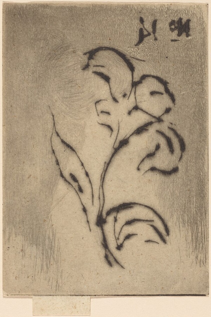 Jeanette, June 1887 / Flower