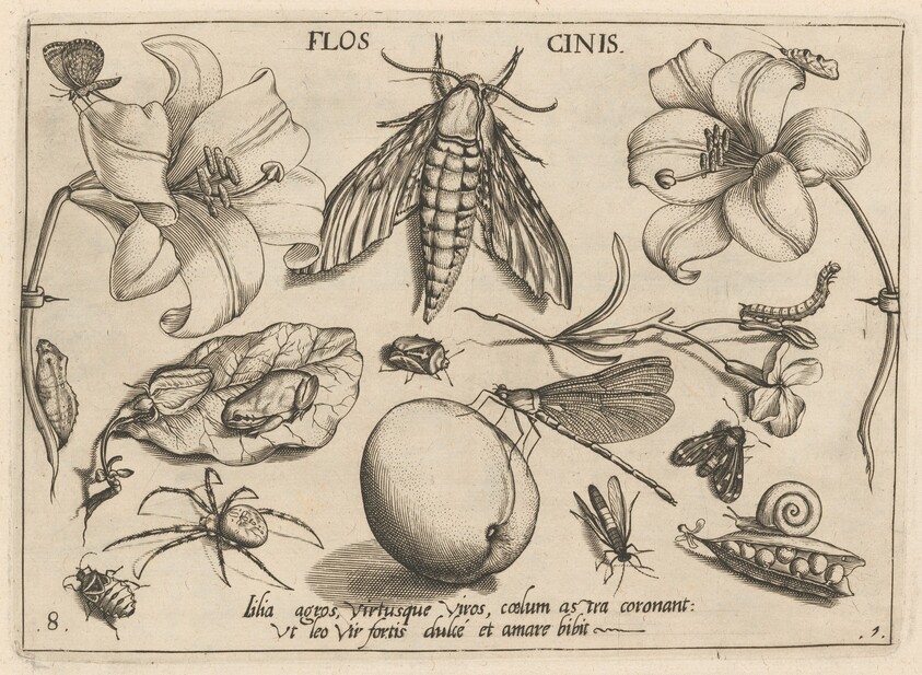 Archetypa studiaque patris Georgii Hoefnagelii [Part 1, Plate 8]
