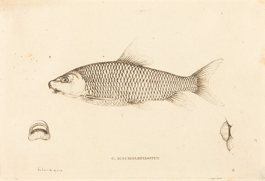 C. Macrolepidotus