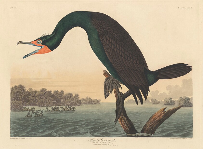 Florida Cormorant