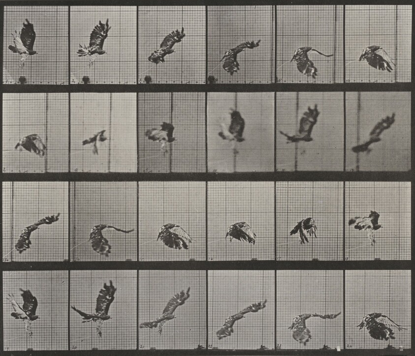 Plate Number 763. Red-tailed hawk flying
