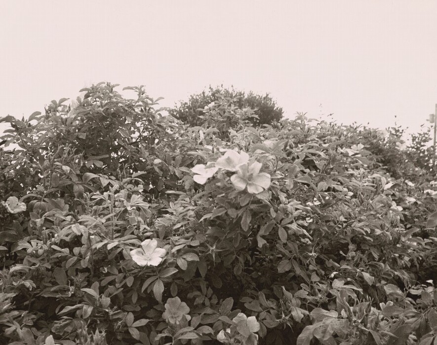 The image shows a close-up of dense foliage with flowering plants. The horizon is not visible, focusing on the plants that occupy most of the frame with the sky above. The leaves and flowers display detailed textures. The image is in grayscale, with shades of gray accentuating the details. Light breaks through the leaves in the distance, contrasting with the darker foliage closer.