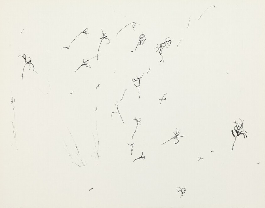 Weeds in Snow, Rhode Island