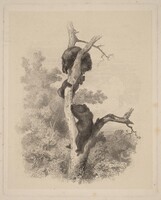 Les Ours (The Bears), Karl Bodmer, 1858/1874