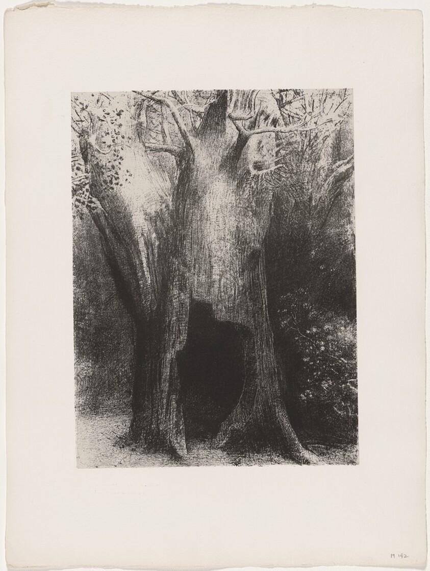 Je Me Suis Enfoncé dans la Solitude. J'habitais L'Arbre Derrière Moi