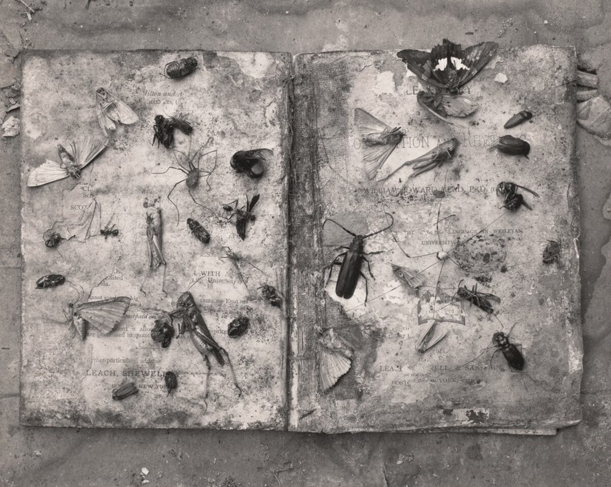 Artful Geneologies Render Them: Danville, Virginia