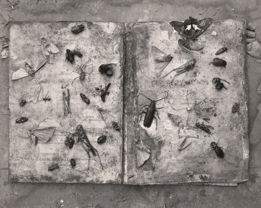 Artful Geneologies Render Them: Danville, Virginia