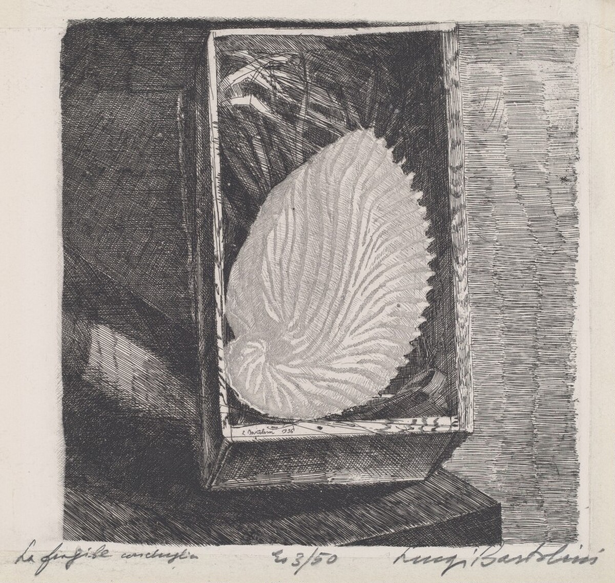 La fragile conchiglia [The Fragile Shell]