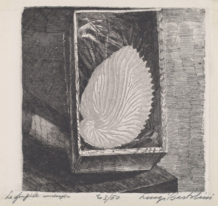 La fragile conchiglia [The Fragile Shell]