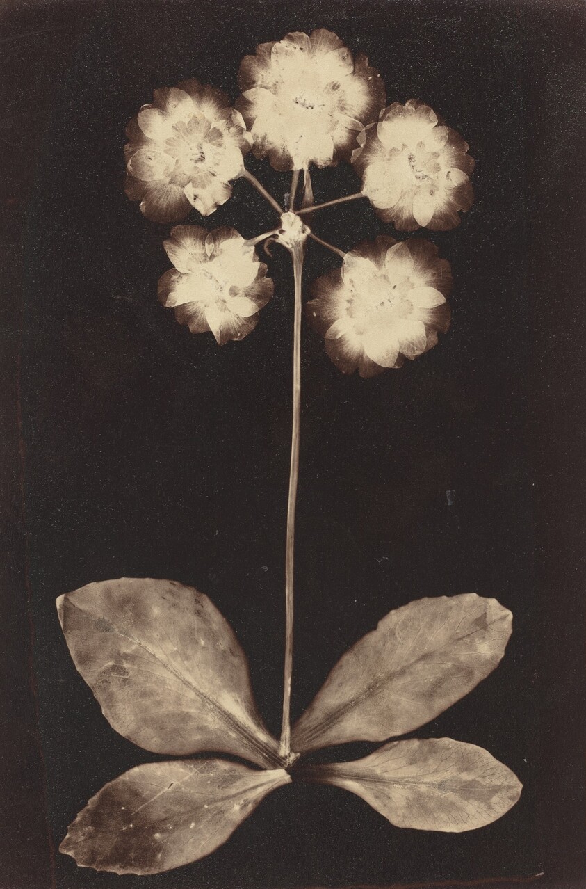Botanical Photogram