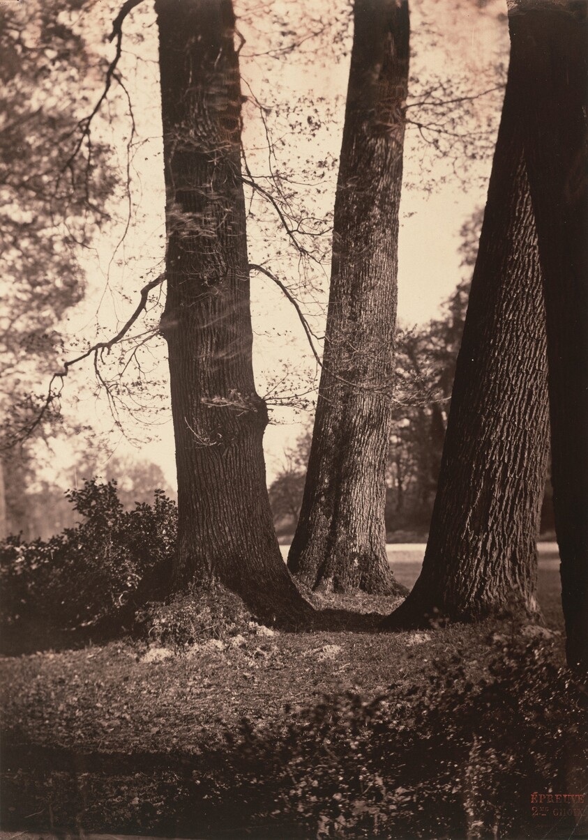 Troncs d'arbres, Fontainebleau (Tree Trunks, Fontainebleau)