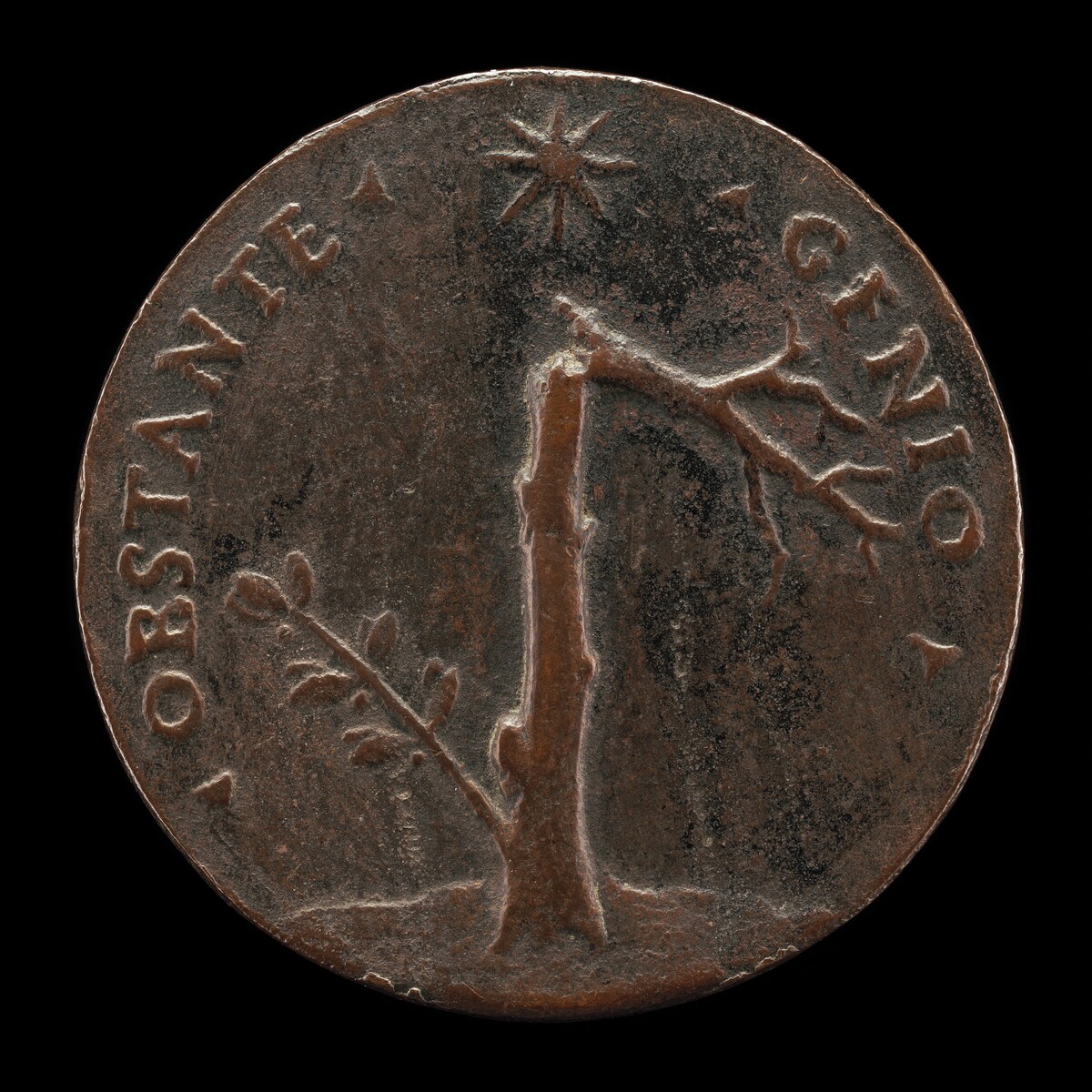 Broken Laurel Tree with Leafy Branch [reverse]