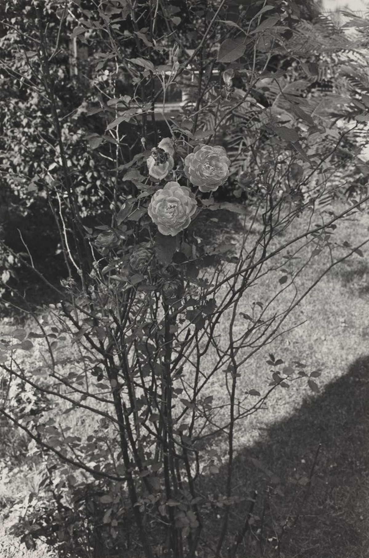 Rosebush with Leafy Background, Fort Lee,  New Jersey