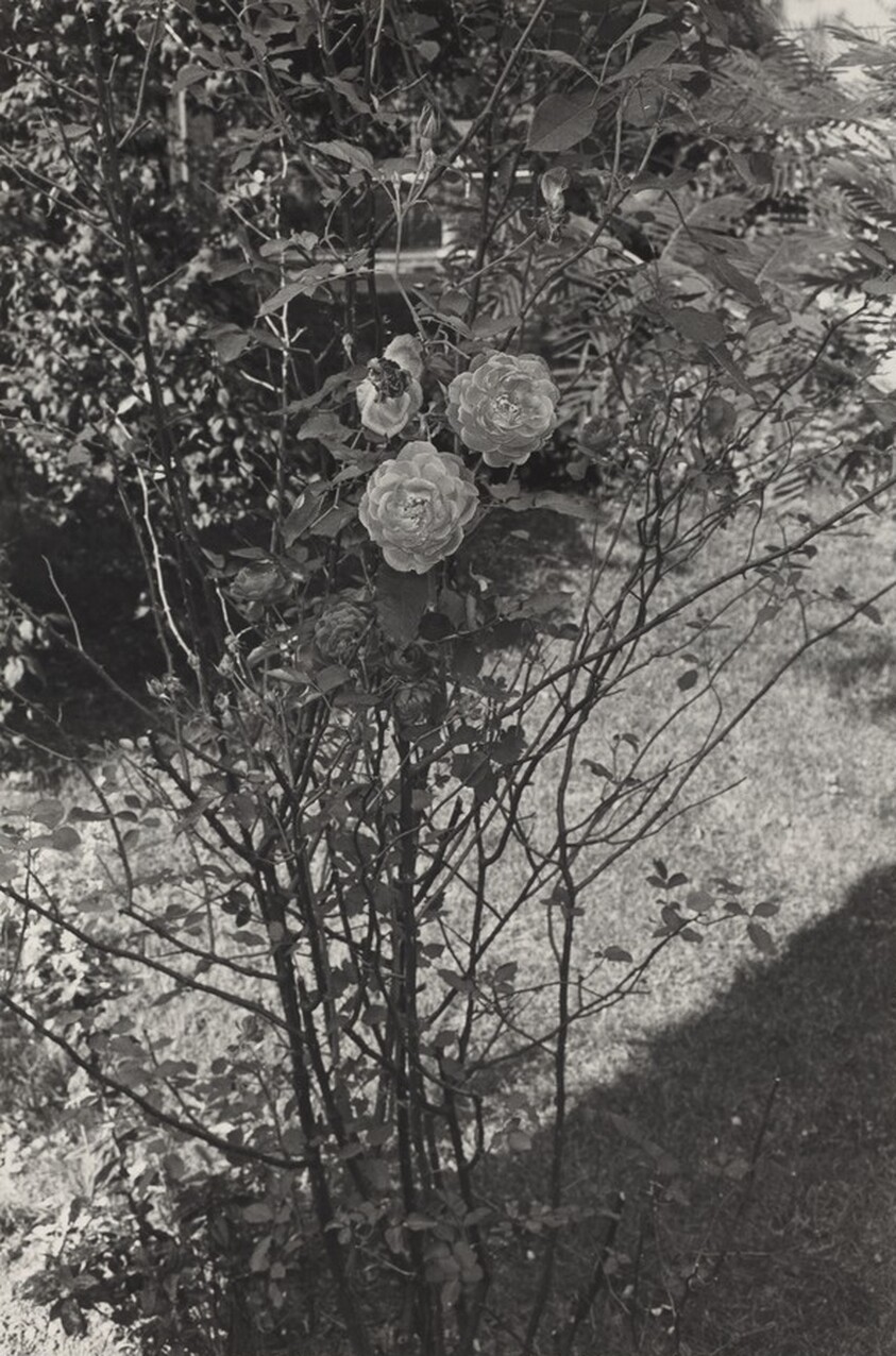 Rosebush with Leafy Background, Fort Lee,  New Jersey