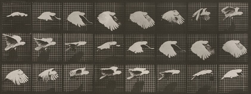 Plate Number 759. Cockatoo flying