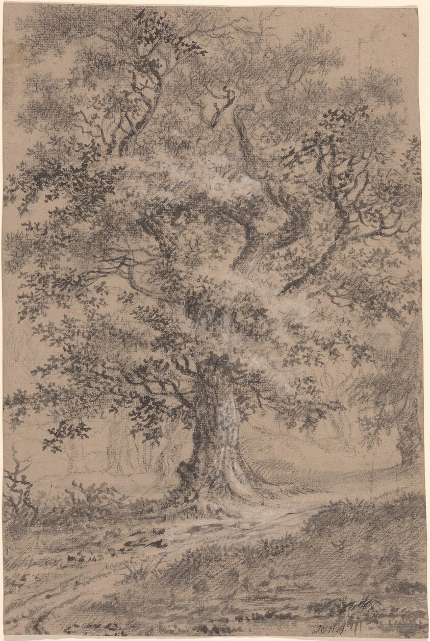 A Leafy Oak by a Woodland Path