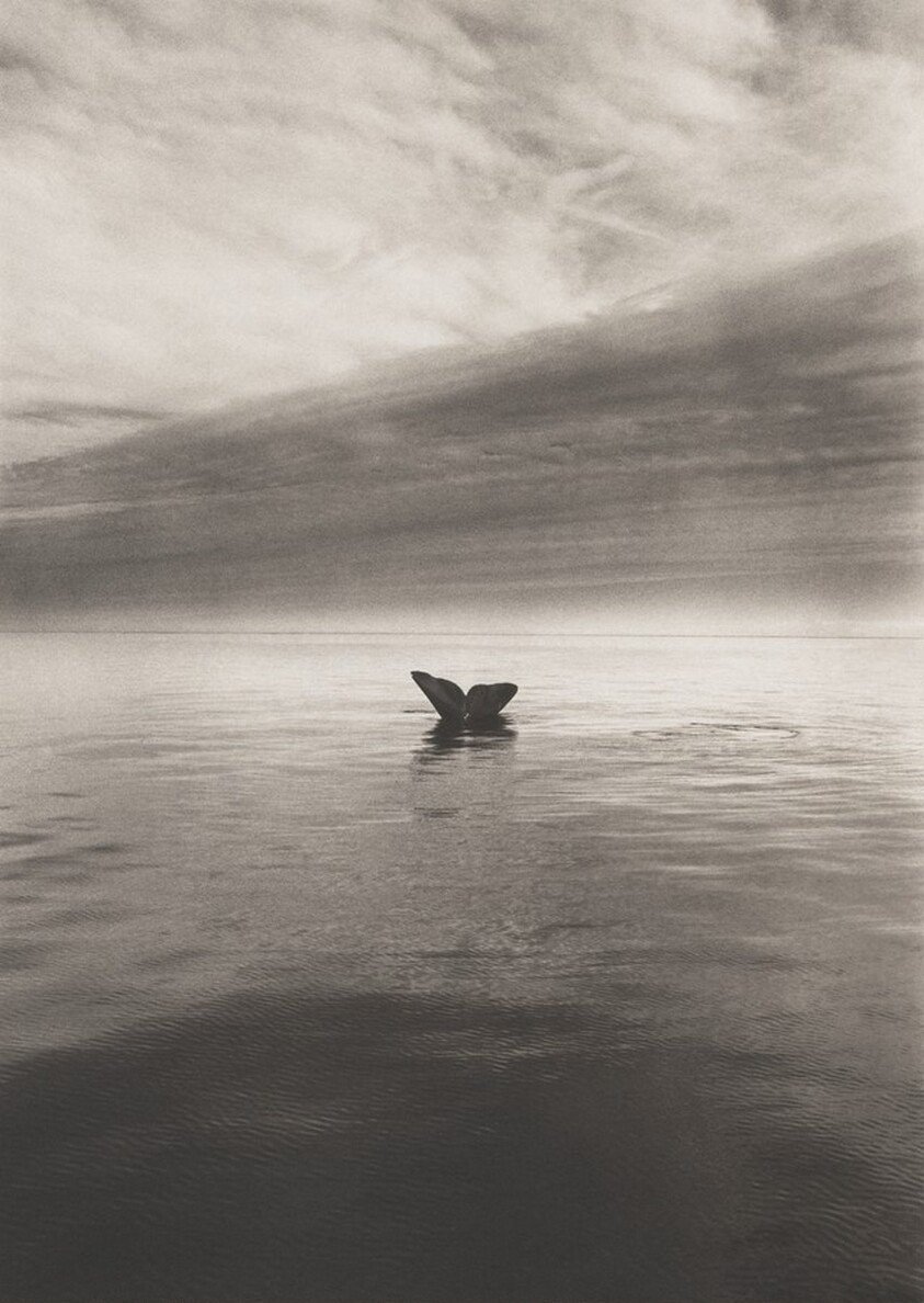 At times, only the tails of the southern right whales (Eubalaena australis) are visible. Valdés Peninsula. Argentina.