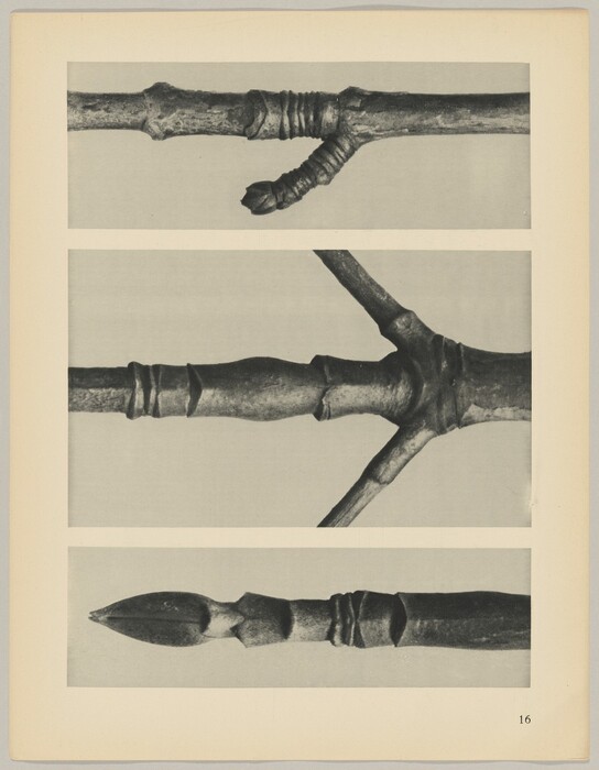 This is a photograph of detailed bark and twig segments. The image includes three separate black and white photographs stacked vertically, each showing a close-up view of different twig and branch sections. The top photograph shows a twig with textured wraps and bumps, the middle photograph features a branch with a forked twig extending out, and the bottom photograph displays the pointed end of a branch. The images highlight the natural texture, layering, and form of woody plant material.
