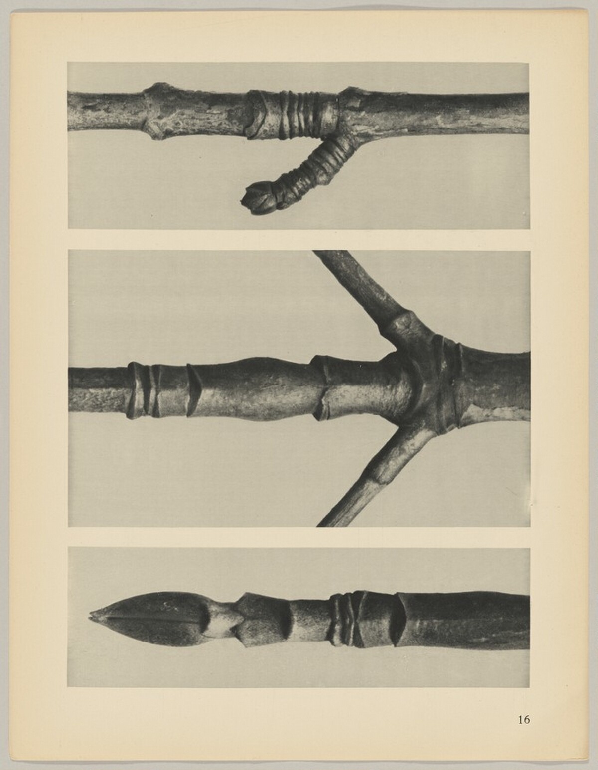 a Cornus Nuttallii; b Cornus Nuttallii; c Acer