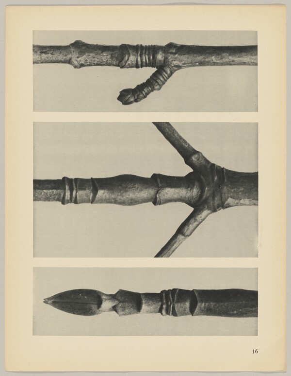 a Cornus Nuttallii; b Cornus Nuttallii; c Acer