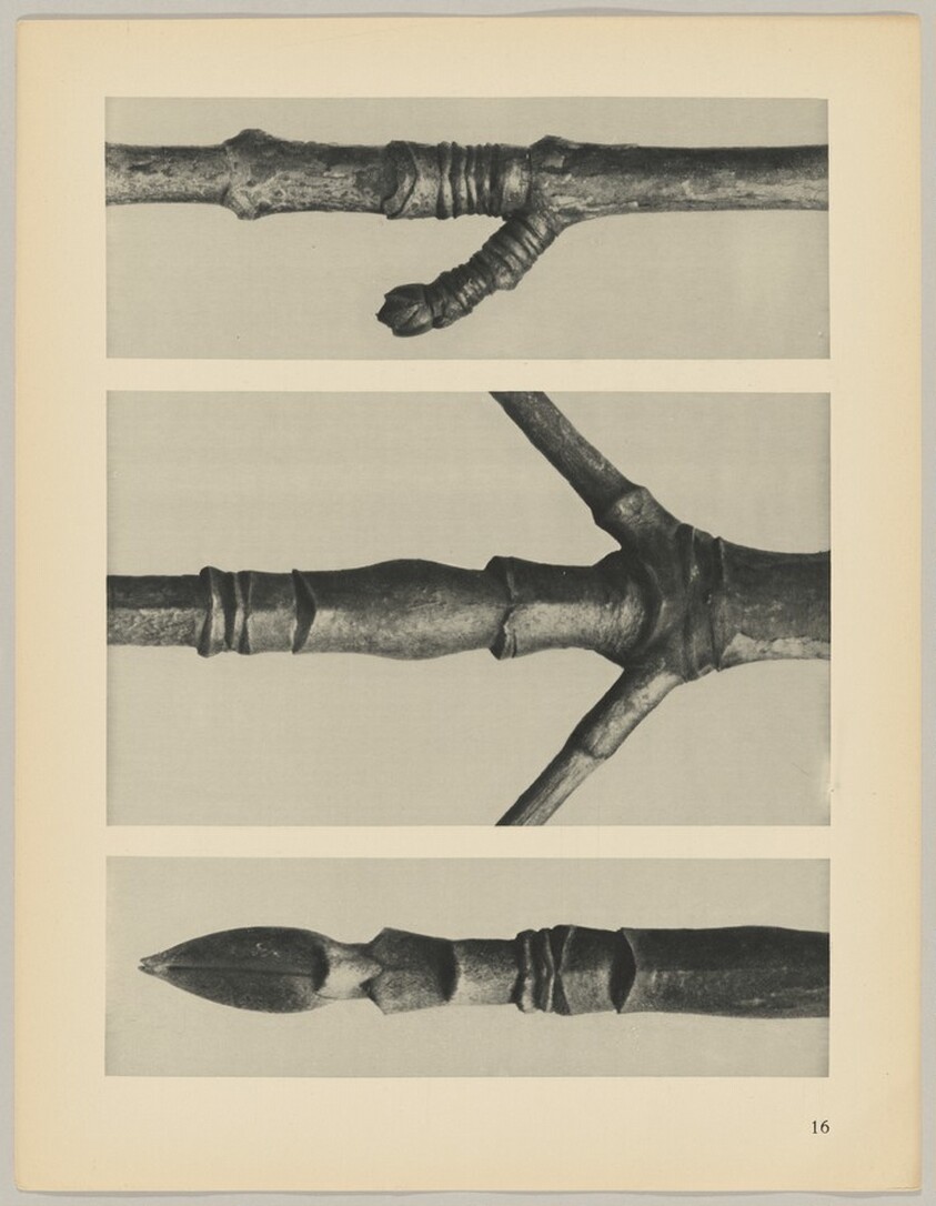 a Cornus Nuttallii; b Cornus Nuttallii; c Acer