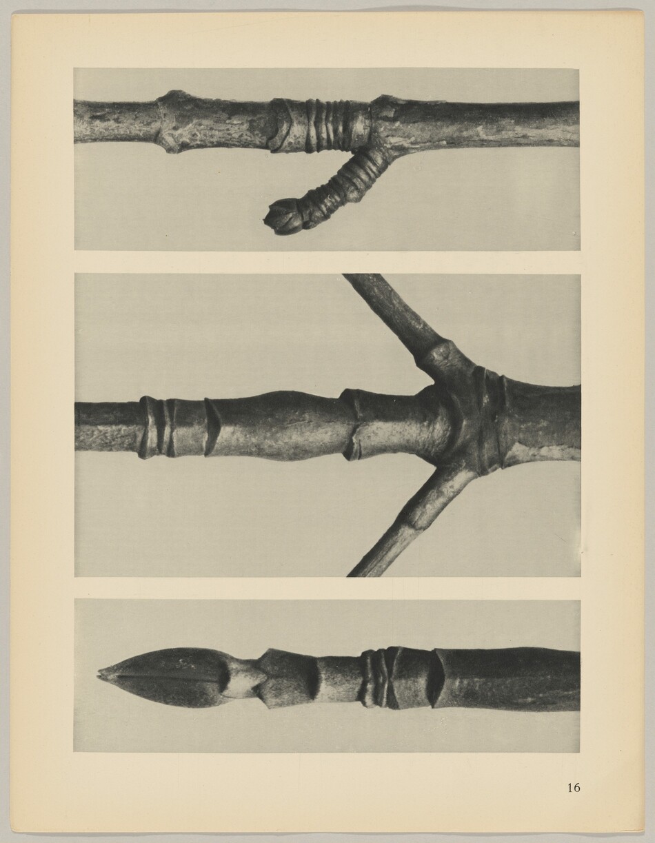 This is a photograph of detailed bark and twig segments. The image includes three separate black and white photographs stacked vertically, each showing a close-up view of different twig and branch sections. The top photograph shows a twig with textured wraps and bumps, the middle photograph features a branch with a forked twig extending out, and the bottom photograph displays the pointed end of a branch. The images highlight the natural texture, layering, and form of woody plant material.