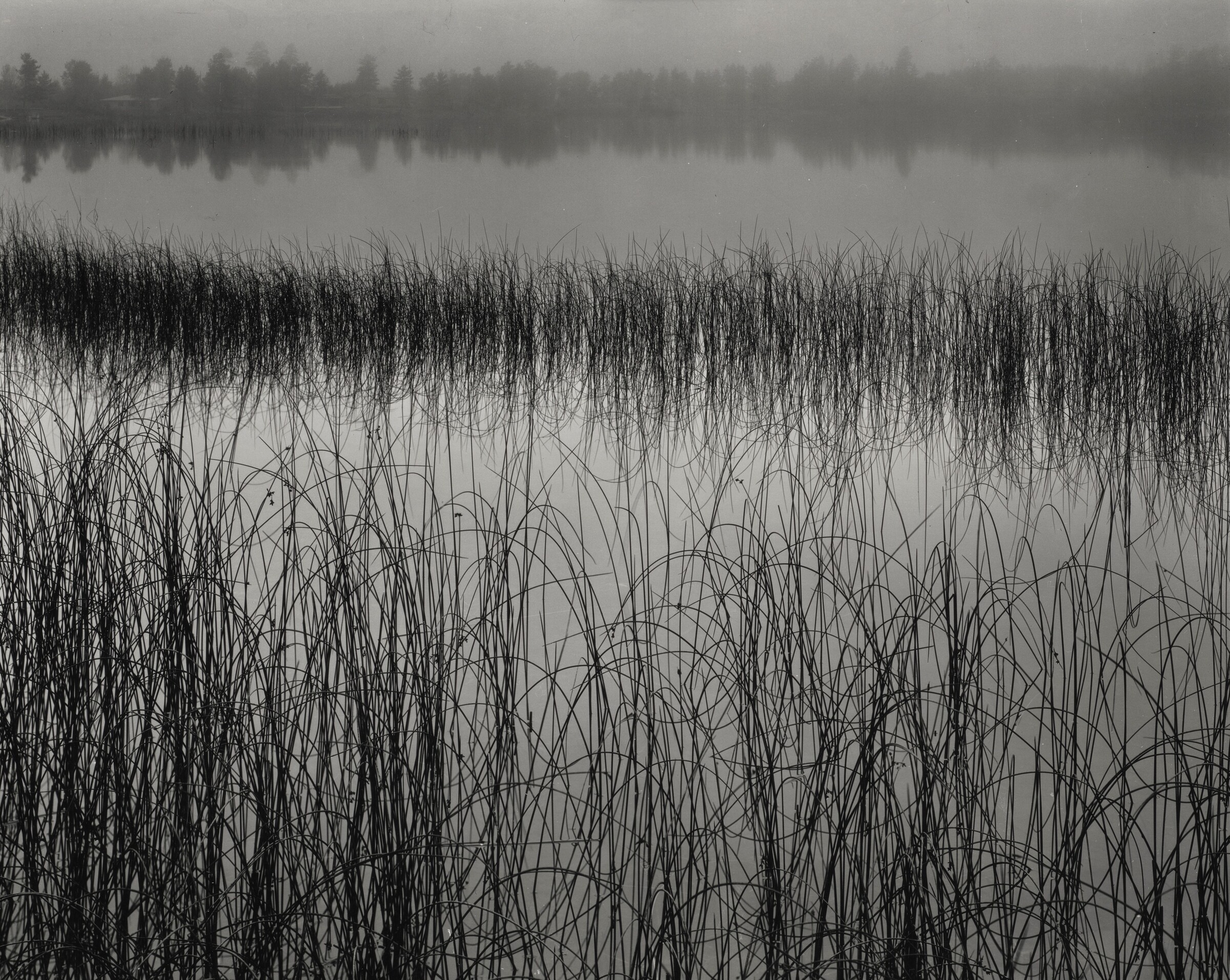 Reeds and Fog, Michigan, Brett Weston, c. 1946
