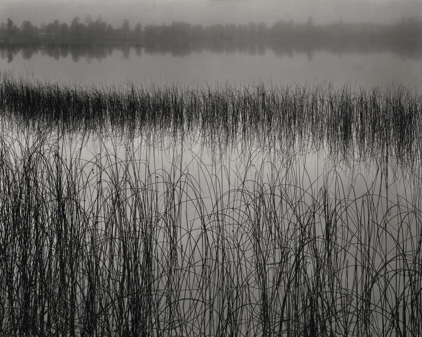 Reeds and Fog, Michigan