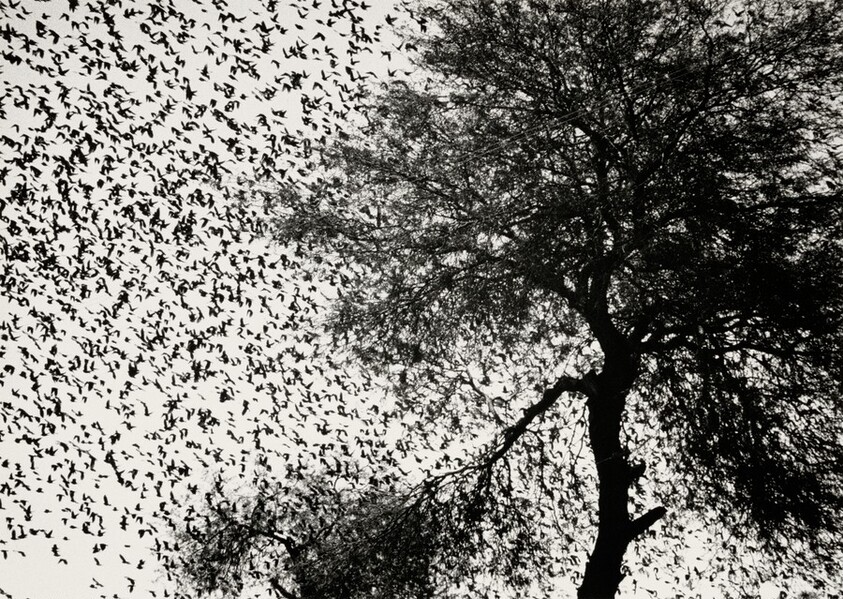 Árbol con pájaros, Guanajuato, México (Tree with Birds, Guanajuato, Mexico)
