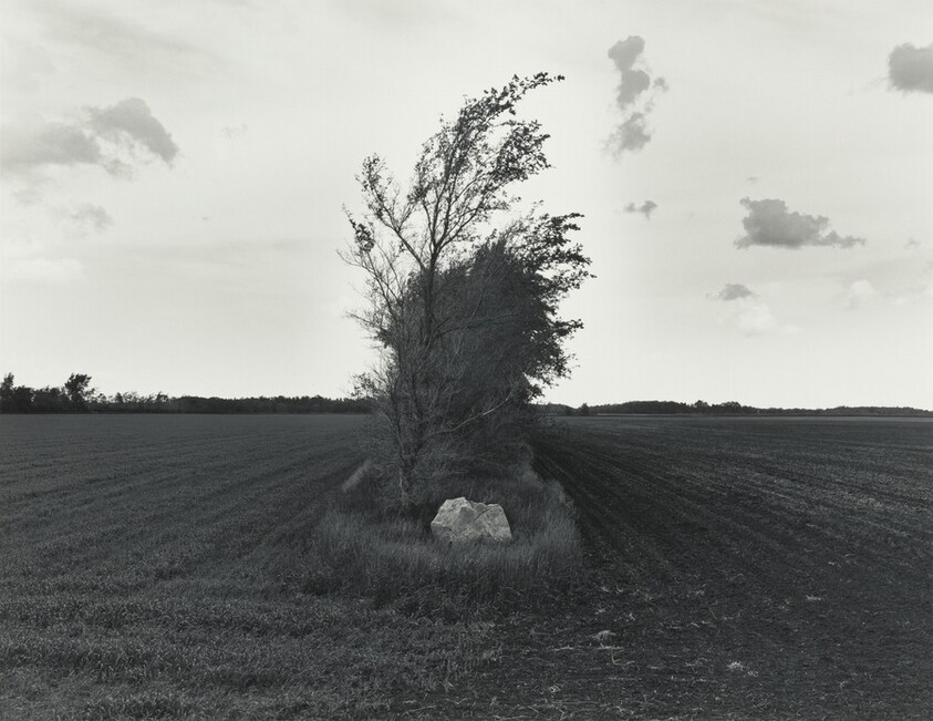 Rock and Shelterbelt, North Dakota