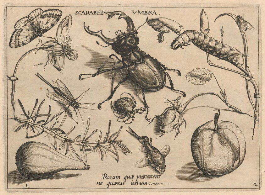 Archetypa studiaque patris Georgii Hoefnagelii [Part 2, Plate 1]