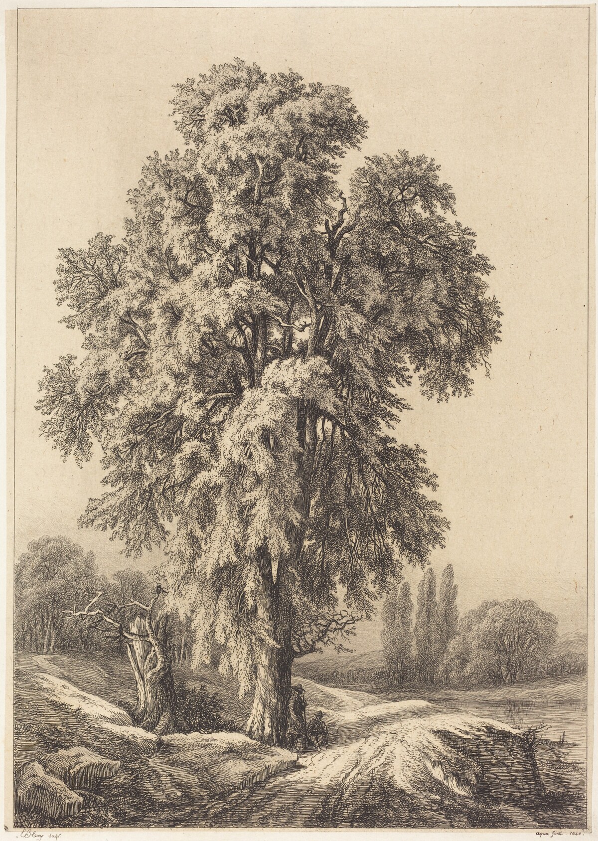 The Elm Tree