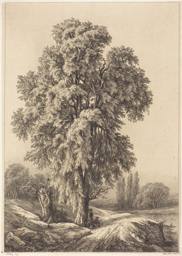 The Elm Tree