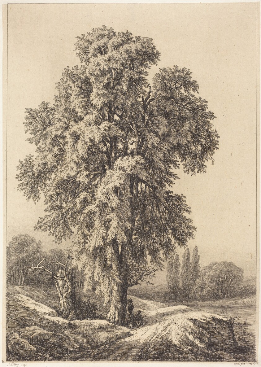 The Elm Tree
