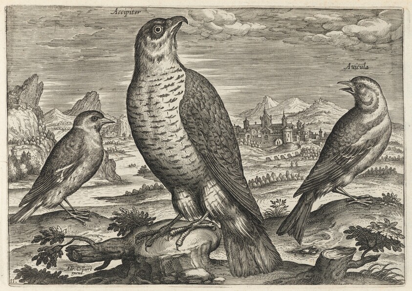 Hawk and Sparrows