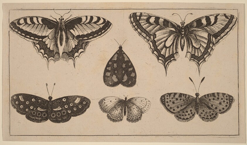 Five Butterflies and a Moth