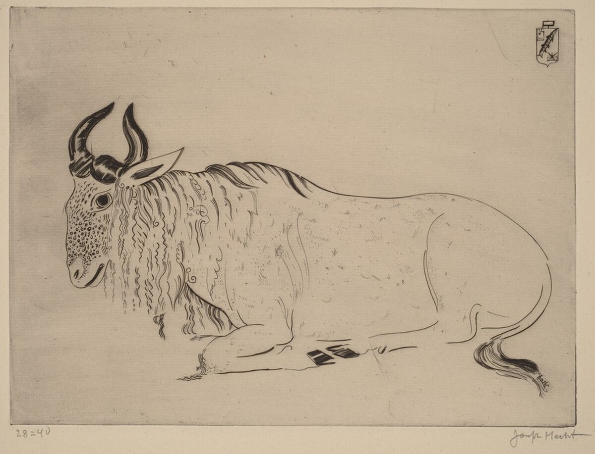 Buffalo (Buffle)